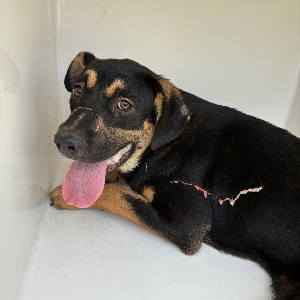 Shelter Stray Male Dog last seen , 4500 N Access Rd, Chattanooga, TN 37415, USA
