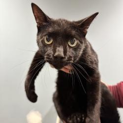Shelter Stray Male Cat last seen , 4500 N Access Rd, Chattanooga, TN 37415, USA