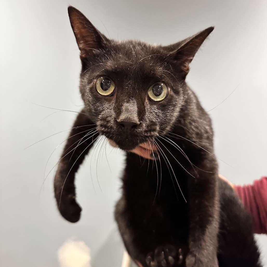 Shelter Stray Male Cat last seen , 4500 N Access Rd, Chattanooga, TN 37415, USA