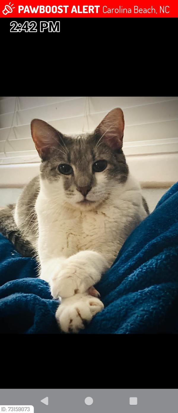 Lost Female Cat last seen Carolina beach ave, Carolina Beach, NC 28428