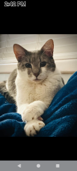 Lost Female Cat last seen Carolina beach ave, Carolina Beach, NC 28428