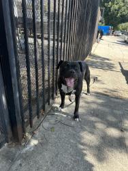Lost Female Dog last seen Between normandie/ western & melrose / harvard, Los Angeles, CA 90004