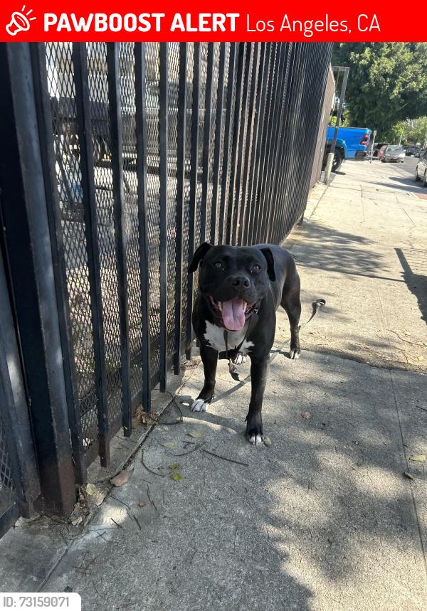 Lost Female Dog last seen Between normandie/ western & melrose / harvard, Los Angeles, CA 90004