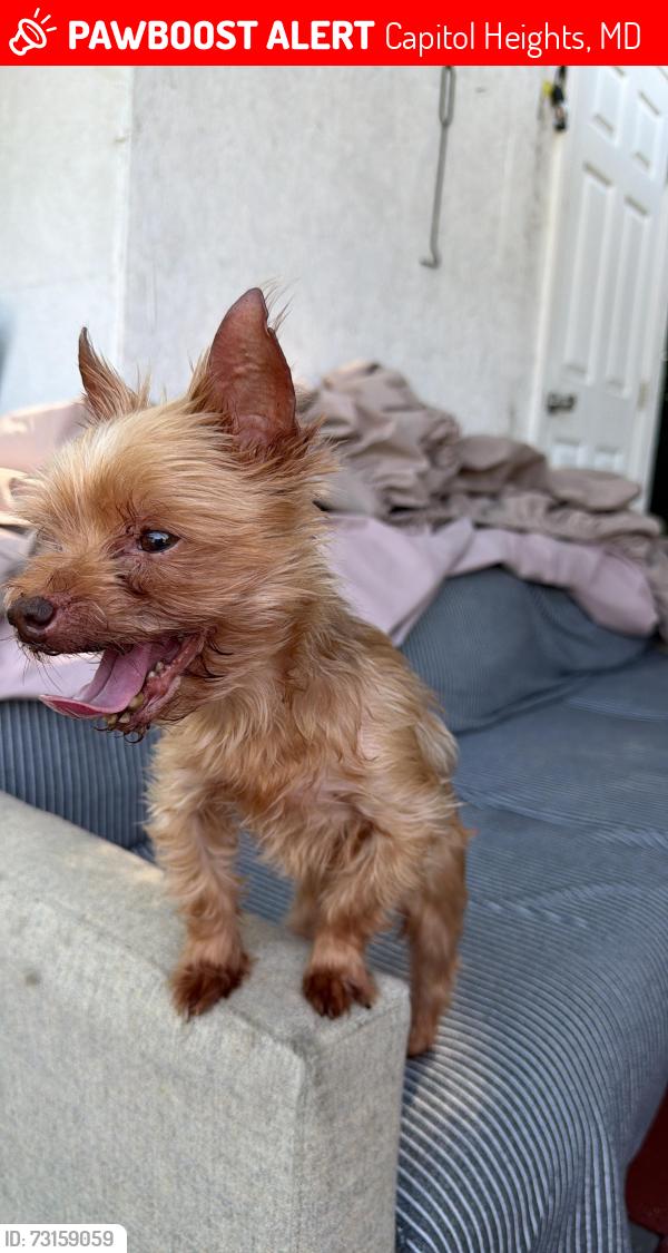 Lost Male Dog last seen Near Heath st Capitol Heights md 20743, Capitol Heights, MD 20743