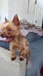 Lost Male Dog last seen Near Heath st Capitol Heights md 20743, Capitol Heights, MD 20743