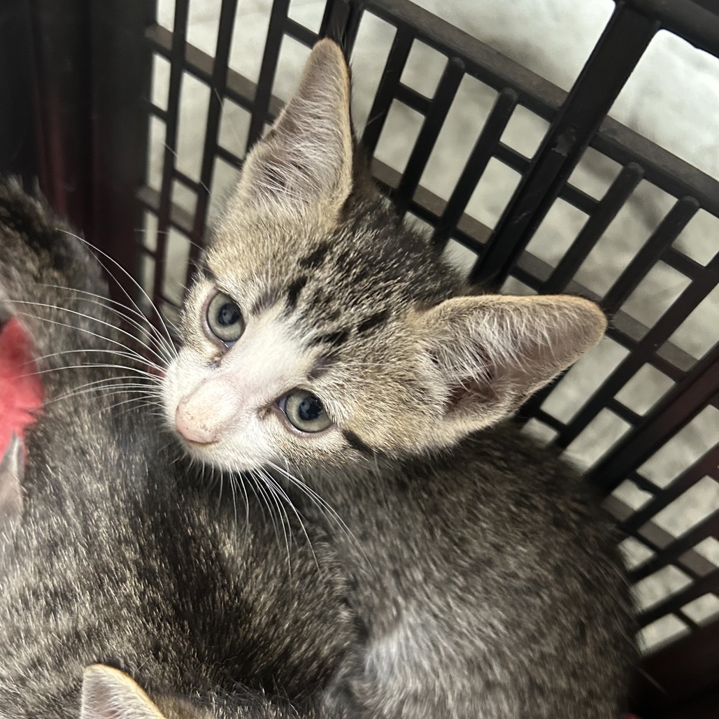 Shelter Stray Male Cat last seen , Animal Care & Control Team of Philly, 111 W Hunting Park Ave, Philadelphia, PA 19140, USA