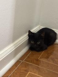 Found/Stray Unknown Cat last seen Intersection of Cantrell and I 430, Little Rock, AR 72227