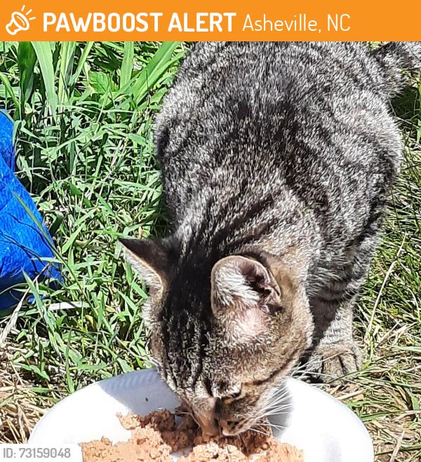 Found/Stray Male Cat last seen Ingles in Fletcher near health center, Asheville, NC 28704