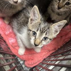 Shelter Stray Male Cat last seen , Animal Care & Control Team of Philly, 111 W Hunting Park Ave, Philadelphia, PA 19140, USA
