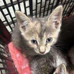 Shelter Stray Male Cat last seen , Animal Care & Control Team of Philly, 111 W Hunting Park Ave, Philadelphia, PA 19140, USA