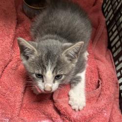 Shelter Stray Male Cat last seen , Animal Care & Control Team of Philly, 111 W Hunting Park Ave, Philadelphia, PA 19140, USA
