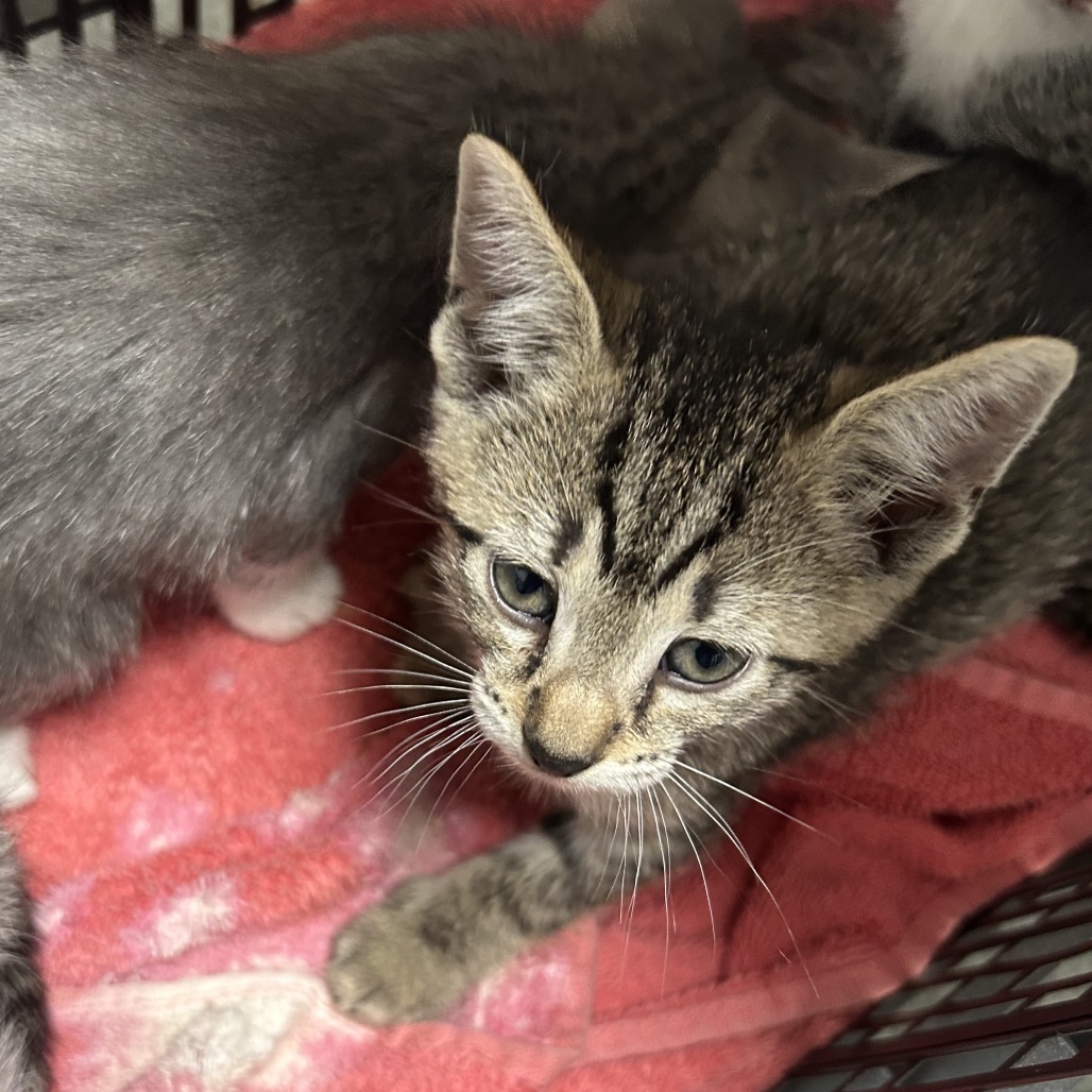 Shelter Stray Female Cat last seen , Animal Care & Control Team of Philly, 111 W Hunting Park Ave, Philadelphia, PA 19140, USA
