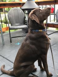 Lost Male Dog last seen Penrose Park, Village 7 Neighborhood, Colorado Springs, CO 80917