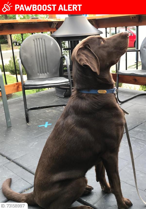 Lost Male Dog last seen Penrose Park, Village 7 Neighborhood, Colorado Springs, CO 80917