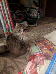 Lost Female Cat last seen Lilly Rd, Olympia, WA 98506