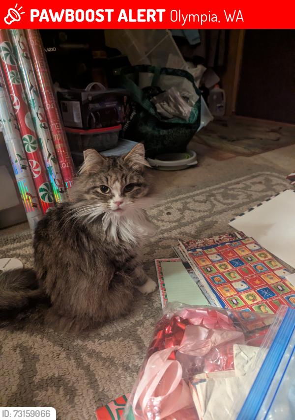 Lost Female Cat last seen Lilly Rd, Olympia, WA 98506
