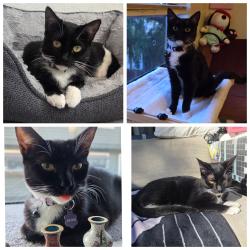 Reunited Female Cat last seen Bascom ave, Campbell, CA 95008