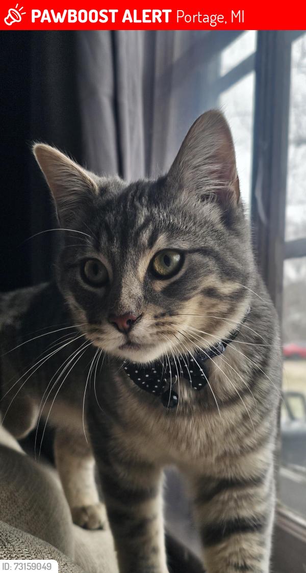 Lost Male Cat last seen Byrd Dr and Chamberlin St, Portage, MI 49002