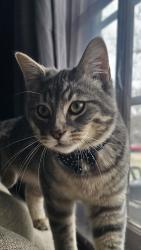 Lost Male Cat last seen Byrd Dr and Chamberlin St, Portage, MI 49002