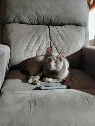 Reunited Male Cat last seen Barker cypress/529, Katy, TX 77449