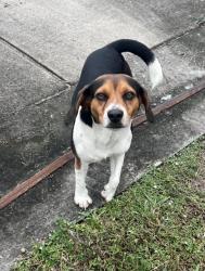 Reunited Male Dog last seen Nw 163rd st & 37th PL, Opa-locka, FL 33054