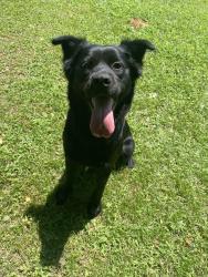 Reunited Female Dog last seen Wirsing ave, Fort Smith, AR 72904