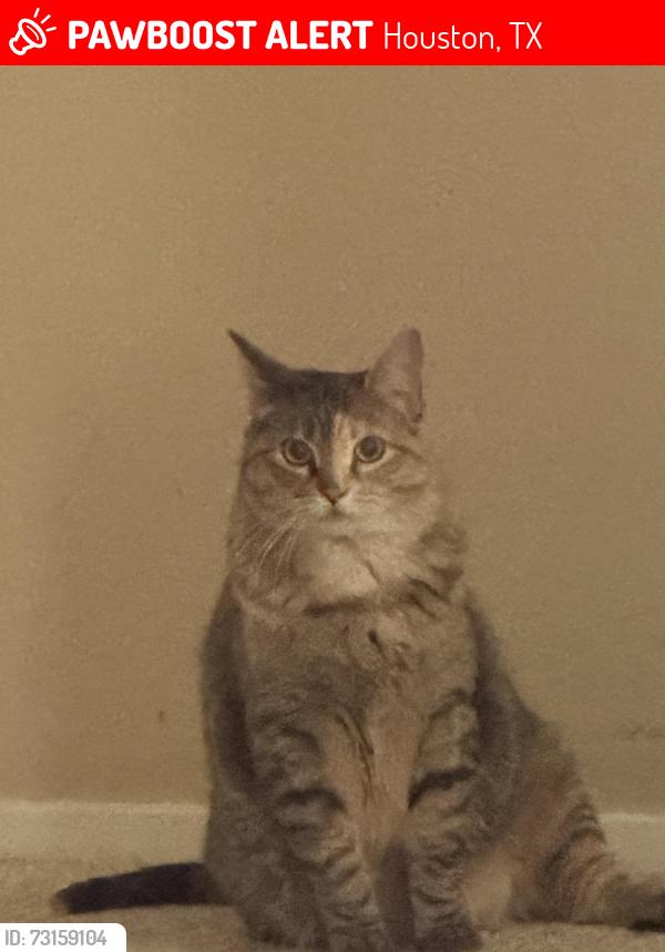 Lost Female Cat last seen Kirby dr, Houston, TX 77030