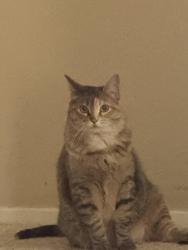 Lost Female Cat last seen Kirby dr, Houston, TX 77030