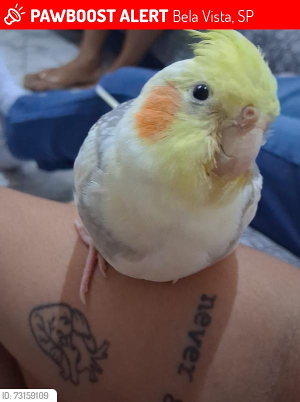 Lost Female Bird last seen Perto do batalhão de polícia, Bela Vista, SP 