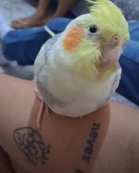 Lost Female Bird last seen Perto do batalhão de polícia, Bela Vista, SP 
