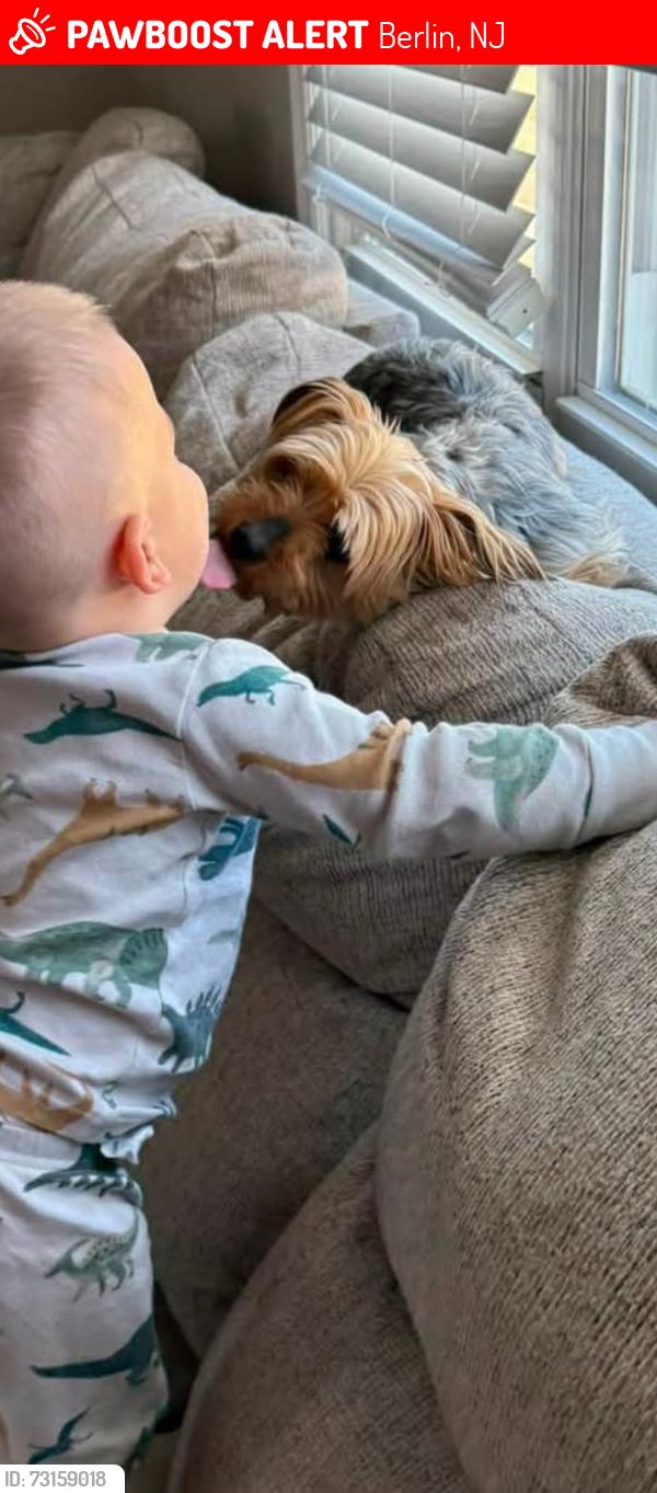 Lost Female Dog last seen Pump Branch Rd, Berlin, NJ 08009
