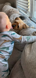 Lost Female Dog last seen Pump Branch Rd, Berlin, NJ 08009