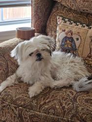 Found/Stray Unknown Dog last seen Coral springs, San Antonio, TX 78250