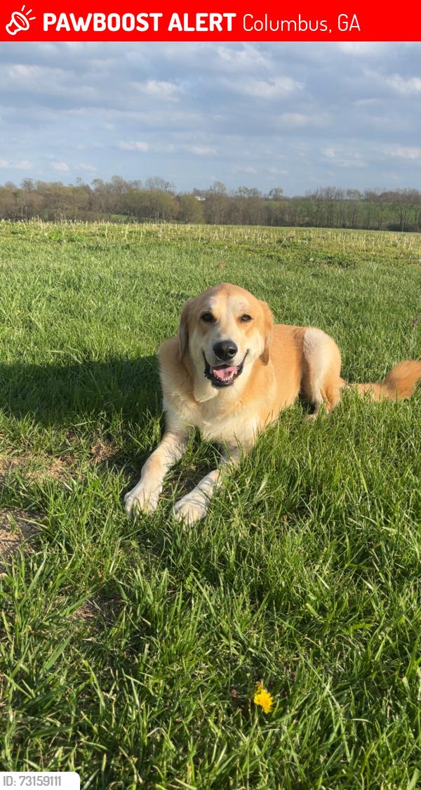 Lost Male Dog last seen Brittney 2 Neighbors, Columbus, GA 31909