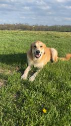 Lost Male Dog last seen Brittney 2 Neighbors, Columbus, GA 31909