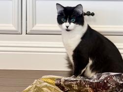 Lost Male Cat last seen Rolling Woods, Concord, CA 94521