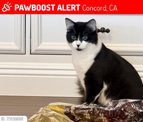 Lost Male Cat last seen Rolling Woods, Concord, CA 94521