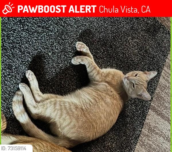 Lost Male Cat last seen Monserate and L street, Chula Vista, CA 91911