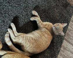 Lost Male Cat last seen Monserate and L street, Chula Vista, CA 91911