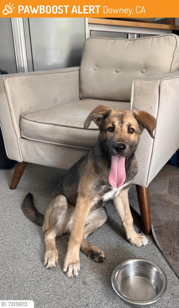 Found/Stray Female Dog last seen Rives Ave and Quill Dr, Downey, CA 90241