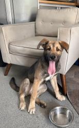 Found/Stray Female Dog last seen Rives Ave and Quill Dr, Downey, CA 90241