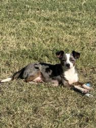 Lost Male Dog last seen Candleridge neighborhood, Fort Worth, TX 76133