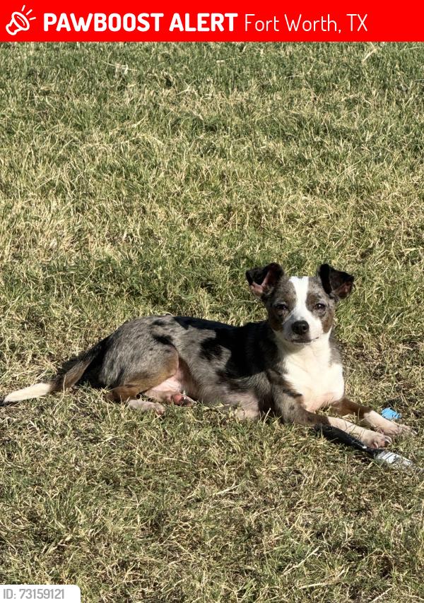 Lost Male Dog last seen Candleridge neighborhood, Fort Worth, TX 76133