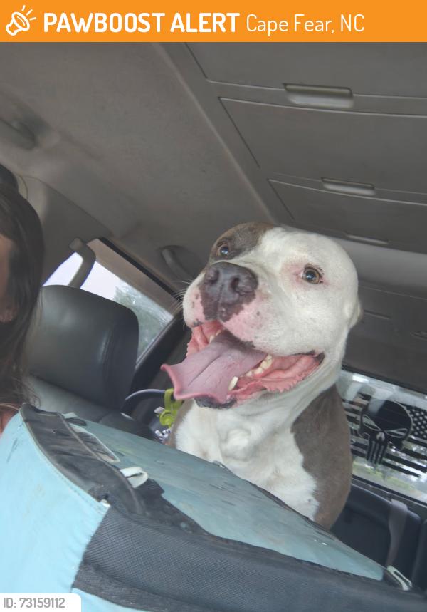Found/Stray Male Dog last seen sherrill baggett road, Cape Fear, NC 28395