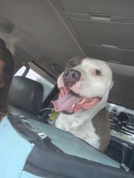 Found/Stray Male Dog last seen sherrill baggett road, Cape Fear, NC 28395