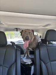 Reunited Male Dog last seen Wheatland Ave and Colbrook, Los Angeles, CA 91352