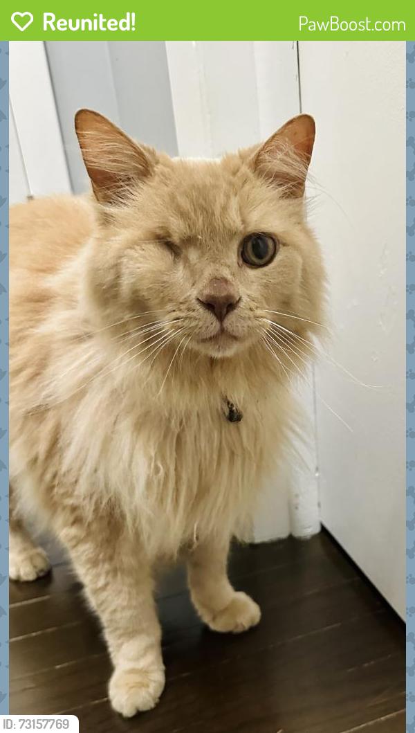 Reunited Male Cat last seen Perry meridian high school, Indianapolis, IN 46217