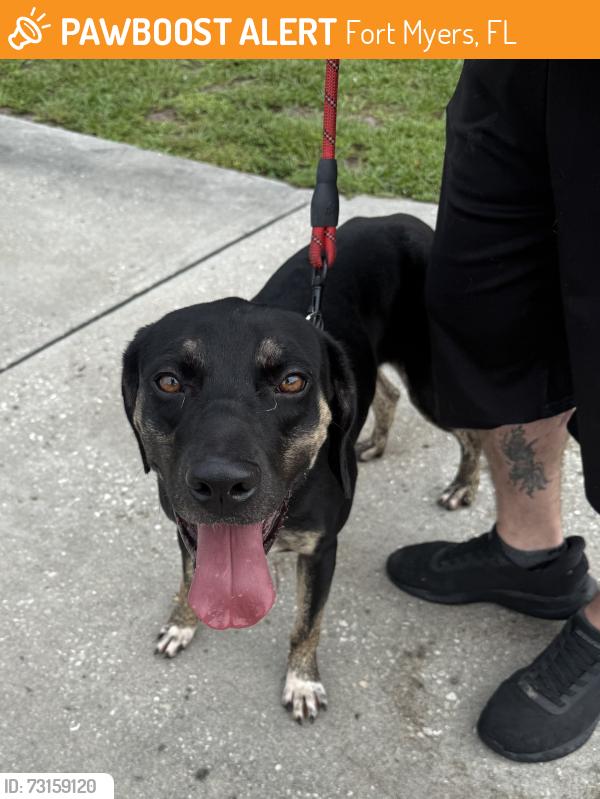 Found/Stray Male Dog last seen Haneys cafe, Fort Myers, FL 33908