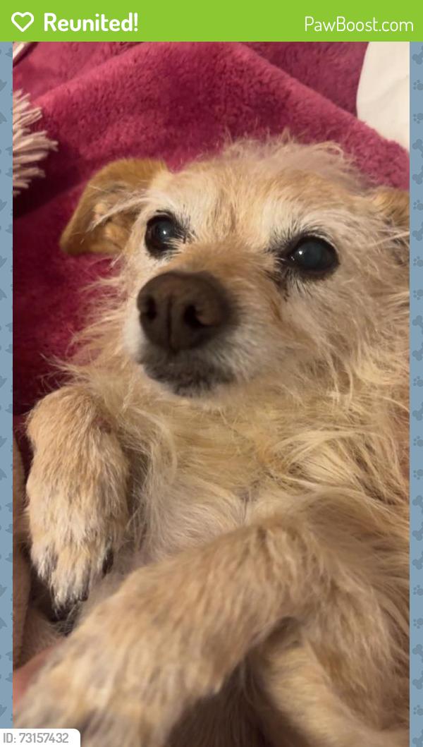Reunited Female Dog last seen Menaul and eubank, Albuquerque, NM 87112