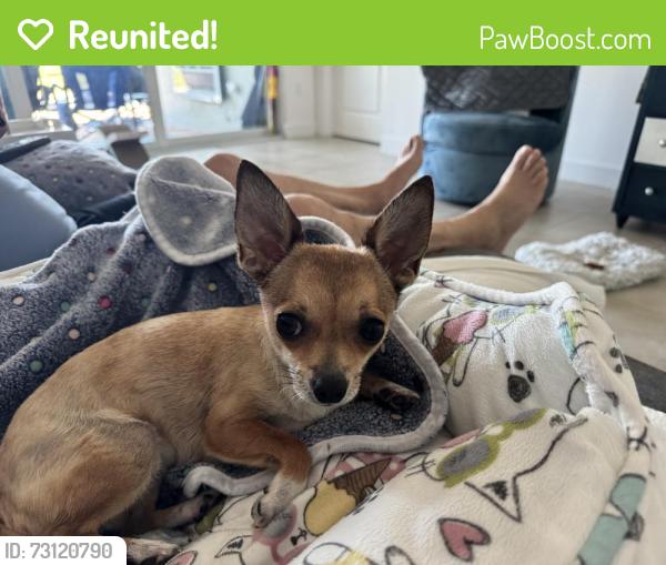 Reunited Female Dog last seen Heritage Cove on Willoughby near Indian St, Stuart, FL 34994